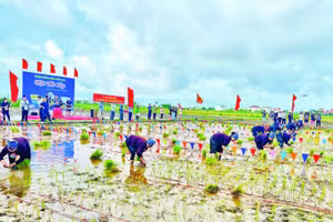 Hội thi cấy tại Lễ hội xuống đồng Hà Nam năm 2025.