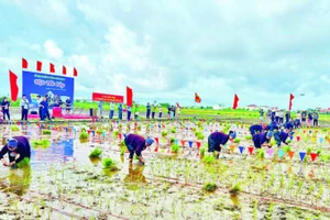 Hội thi cấy tại Lễ hội xuống đồng Hà Nam năm 2025.