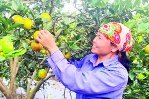 Nông dân xã Triệu Việt Vương, tỉnh Hưng Yên thu hoạch cam tại vườn.