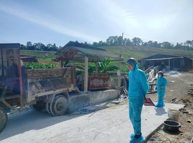 Thu gom lợn bị bệnh tại xã An Nghĩa đem đi tiêu hủy. z6837080677239-8e269b00c44137f851ec648e66758873.jpg
