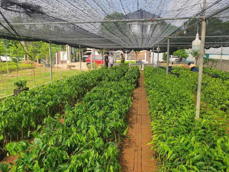 Lực lượng chức năng kiểm tra vườn trồng cây dó bầu tại huyện Tam Dương, Vĩnh Phúc. z6698530513101-9466fa5b01c58d82bb697ec11dbbe024.jpg