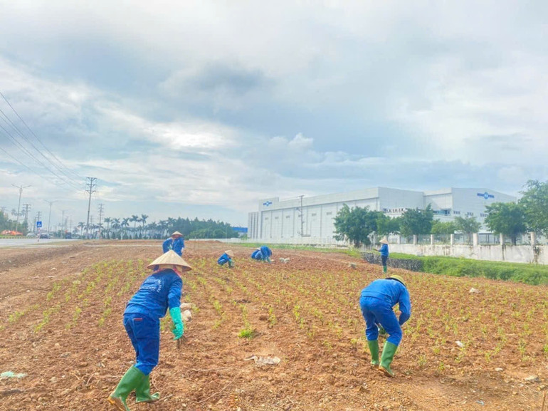Trồng cây xanh trên diện tích giáp đường tỉnh 310. z7140548342791-effdb62634d3da11e61b57c13ea16f68.jpg