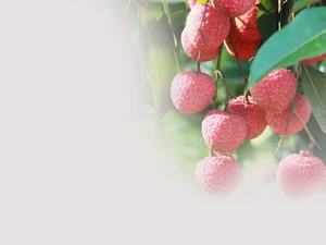 Vải thiều Hồng Xuân: Quả ngọt vườn đồi thành “ngôi sao” OCOP 5 sao quốc gia