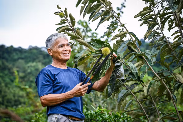 Ông Hoàng Văn Nam kiểm tra chất lượng quả dẻ để lấy hạt.