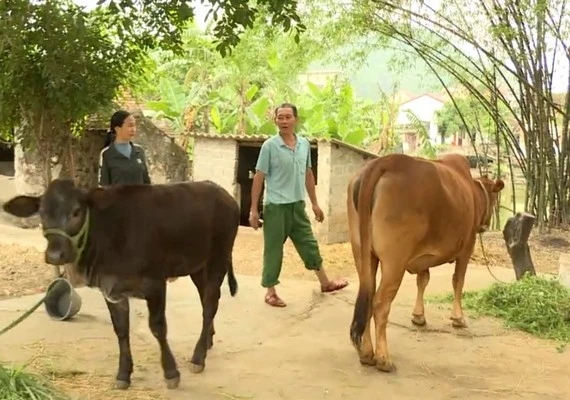 Mô hình chăn nuôi giúp nhiều hộ dân thoát nghèo. Ảnh: NGỌC LAN