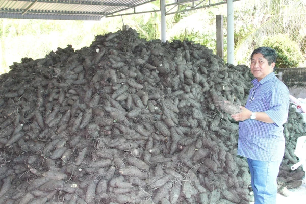 Thu hoạch khoai mỡ mang lại hiệu quả kinh tế, giúp nhiều hộ dân xã Bình Phước thoát nghèo.