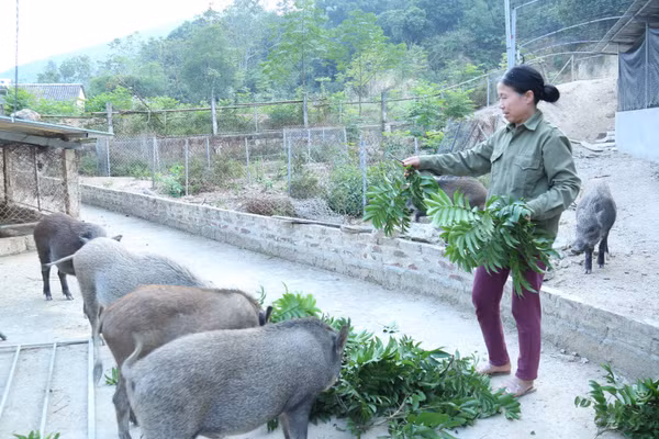 Nhiều hộ dân nỗ lực chăn nuôi, vươn lên làm giàu, thoát nghèo.