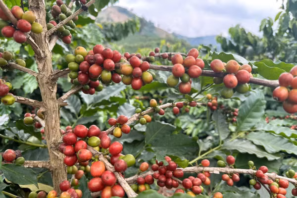 Trồng cà phê giúp nhiều hộ dân thoát nghèo.