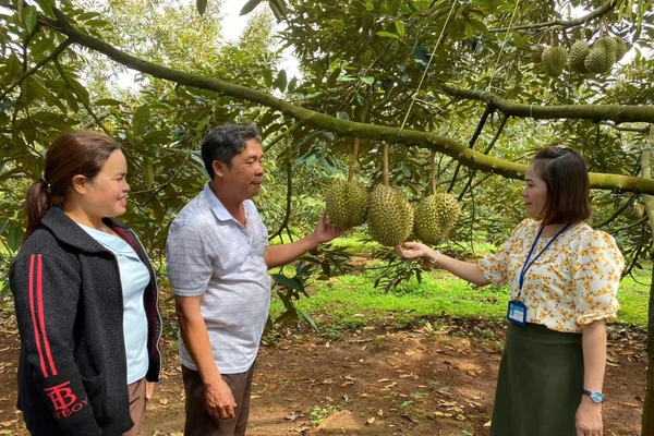 Trồng sầu riêng giúp nhiều hộ gia đình tăng thu nhập, thoát nghèo.