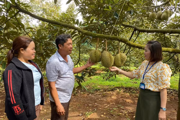 Trồng sầu riêng giúp nhiều hộ gia đình tăng thu nhập, thoát nghèo.