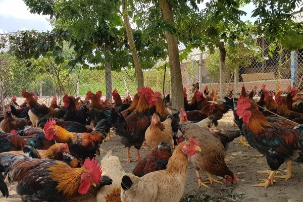 Mô hình nuôi gà giúp hộ dân thoát nghèo.