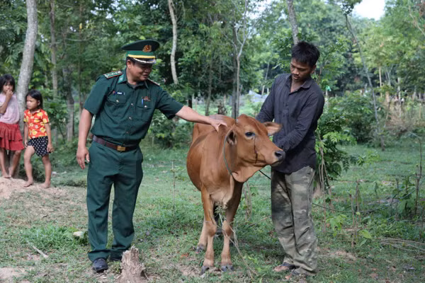 Nuôi bò giúp nhiều hộ dân tăng thu nhập, thoát nghèo.