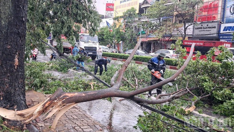 Hàng loạt cây xanh trên các tuyến đường thuộc địa phận thành phố Vinh ( cũ) ngổn ngang sau bão số 5 . (Ảnh: Báo Nhân Dân)
