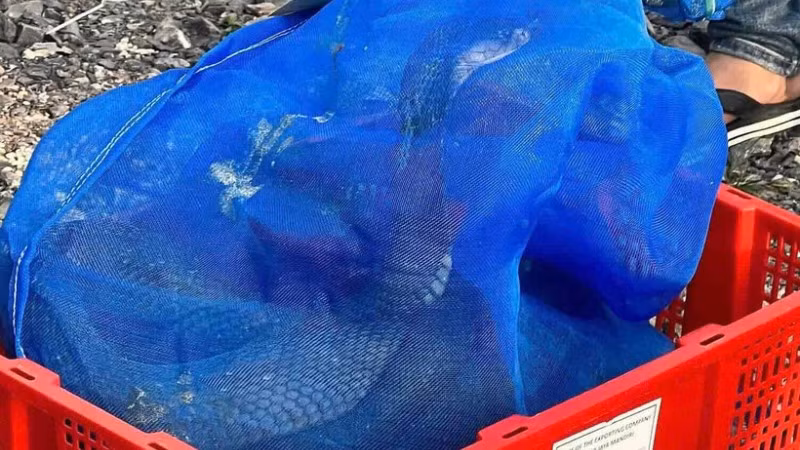 Công an Quảng Trị phát hiện gần 1 tấn rắn hổ mang không có giấy tờ chứng minh nguồn gốc hợp pháp. (Ảnh: Công an Quảng Trị)