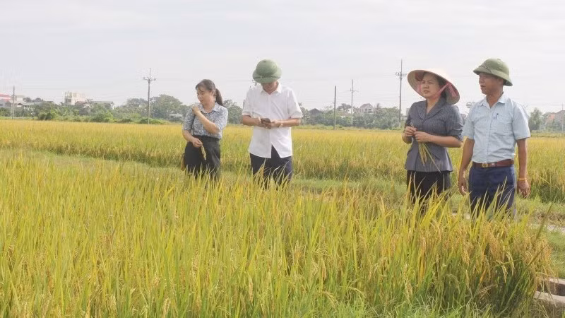 Lãnh đạo xã Hòa Phú kiểm tra lúa mùa. 