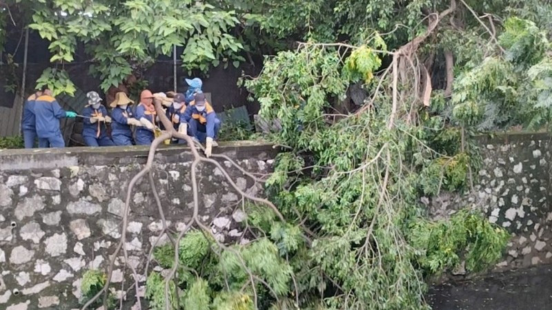 Công nhân Công ty Thoát nước Hà Nội thu dọn cành cây gãy đổ gây cản trở tiêu thoát nước mưa. (Ảnh: THANH TÚ)