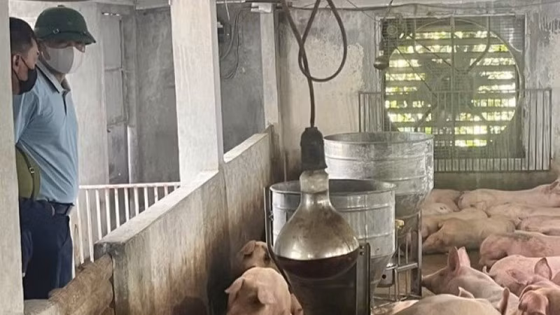 Lực lượng chức năng xã Bất Bạt kiểm tra đàn lợn. 