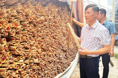 Anh Trần Văn Cháng bên sản phẩm quế hữu cơ chuẩn bị xuất bán.