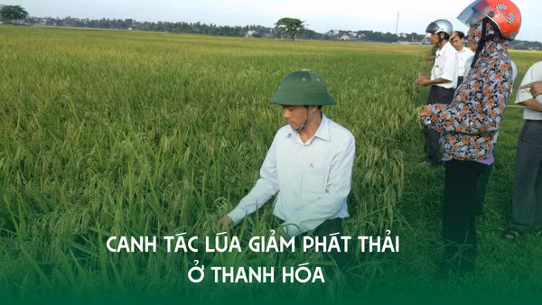 Cán bộ ở Thanh Hóa cùng nông dân theo dõi cây lúa canh tác theo mô hình giảm phát thải. (Ảnh: MAI LUẬN)
