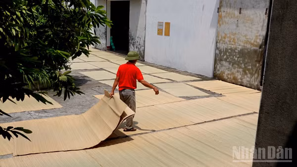Chiếu cói Vũ Hạ và khát vọng vươn xa
