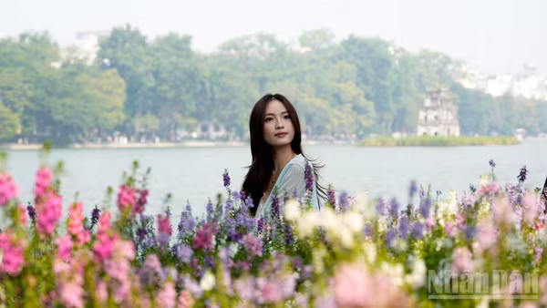 Những thảm hoa violet Nhật nở rộ bao quanh một góc Hồ Gươm thu hút đông đảo các bạn trẻ đến tham quan, chụp ảnh. (Ảnh: QUỲNH ANH)