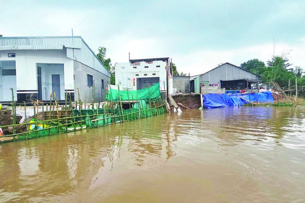 Sạt lở nhấn chìm nhiều nhà dân xuống sông Hậu.