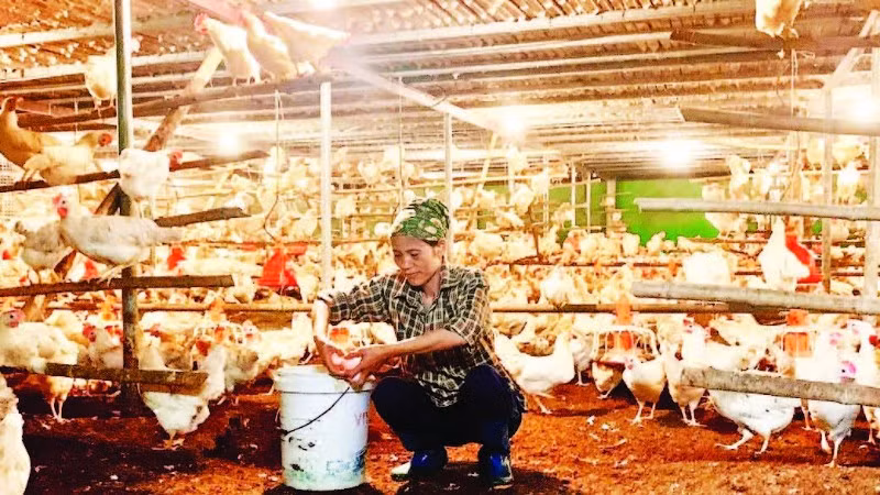 Nuôi gà đẻ trứng mang lại thu nhập cao cho nông dân xã Lương Bằng, tỉnh Hưng Yên.