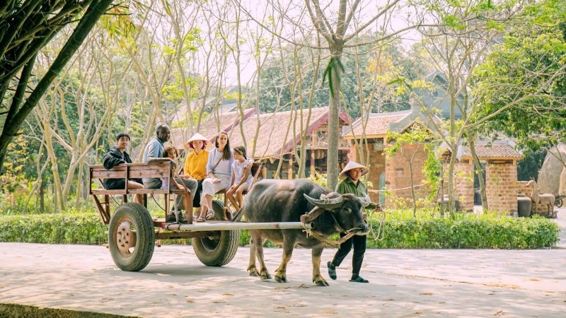 Xe Trâu Sinh Dược: Hành Trình Chậm Rãi Đưa Du Khách Về Với Làng Quê Việt