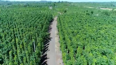 [Video] Ban hành kế hoạch đẩy mạnh xuất khẩu nông, lâm, thủy sản năm 2025