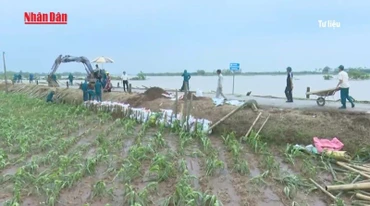[Video] Bão số 5 mạnh lên, 12 tỉnh, thành được yêu cầu khẩn trương gia cố đê điều và hồ chứa