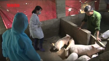 [Video] Vẫn còn 30/34 tỉnh, thành phố có dịch tả lợn châu Phi chưa qua 21 ngày