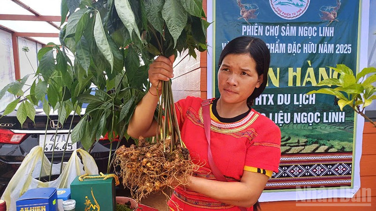 Sâm Ngọc Linh, cây dược liệu chủ lực giúp đồng bào Xơ Đăng, huyện Tu Mơ Rông vươn lên thoát nghèo bền vững. ndo_br_a3.jpg