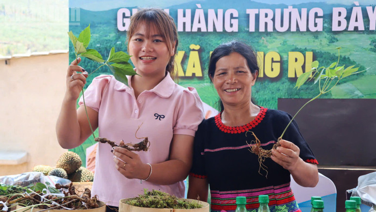 Ethnic minorities bring their own Ngoc Linh ginseng to sell at medicinal fairs. ndo_tl_a3.jpg