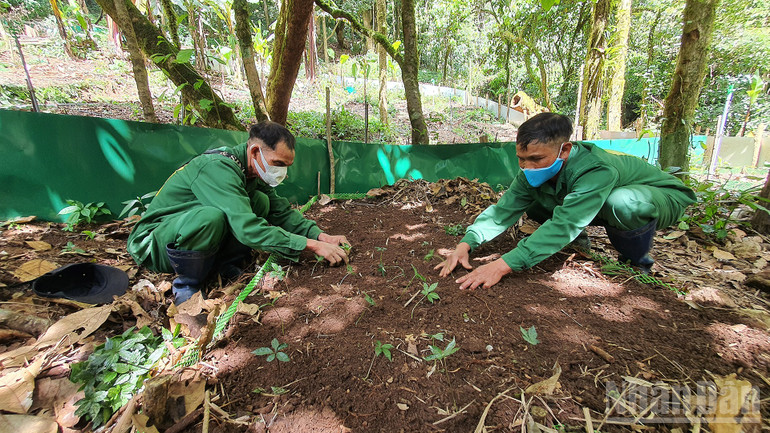 Planting Ngoc Linh ginseng seedlings on the top of Ngoc Linh mountain. ndo_br_a6.jpg
