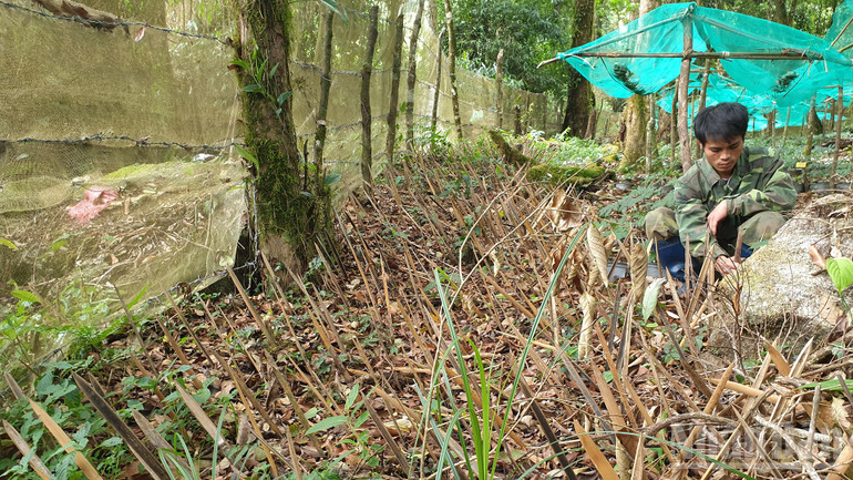 People make fences with spikes to protect Ngoc Linh ginseng. ndo_br_a9.jpg