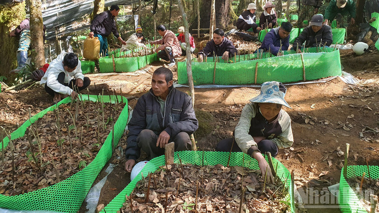 Ethnic minority communities together take care of Ngoc Linh ginseng. ndo_br_a12.jpg
