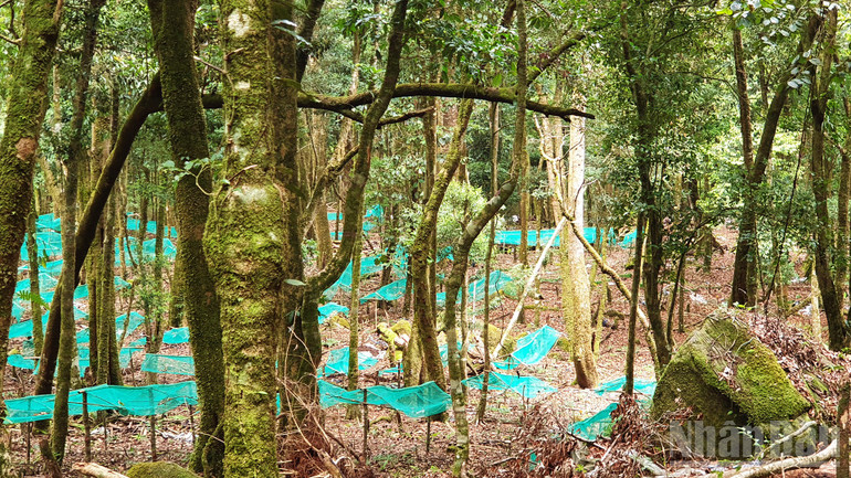 Ngoc Linh ginseng is grown on Ngoc Linh peak, deep in the old forest canopy. ndo_br_a10.jpg