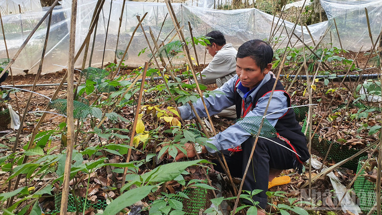 Ethnic minorities take care of Ngoc Linh ginseng plants. ndo_br_a4.jpg