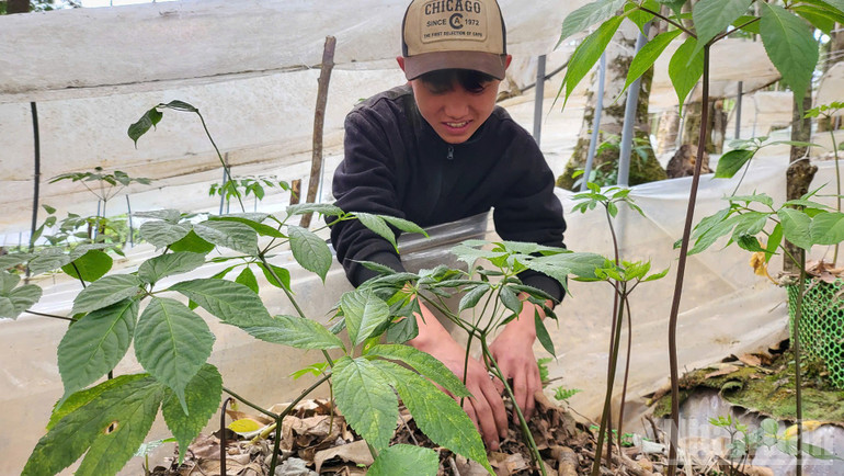 Ngoc Linh ginseng helps ethnic minorities in the west of Quang Ngai province escape poverty. ndo_br_a2.jpg