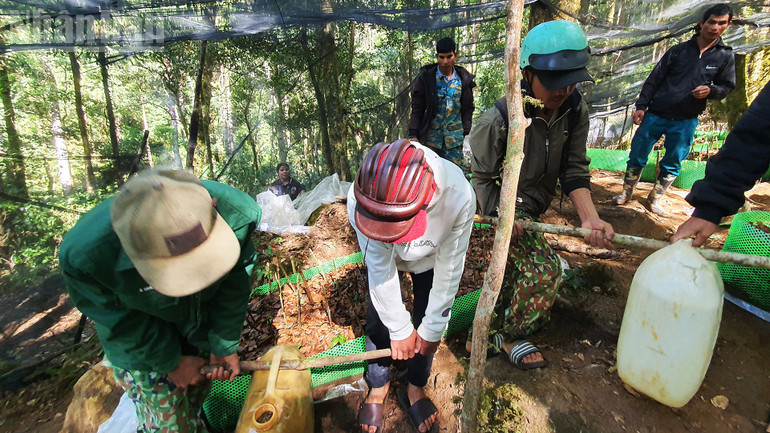 Ethnic minorities carry cans of water from the stream to water Ngoc Linh ginseng plants. ndo_tl_a13.jpg
