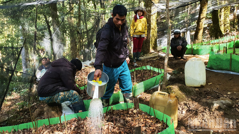 Ethnic minorities water and care for Ngoc Linh ginseng plants. ndo_br_a15.jpg