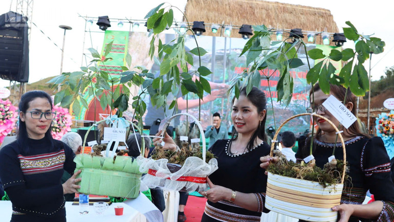 Many years old Ngoc Linh ginseng trees are auctioned, bringing in significant income for ethnic minorities. ndo_tl_a7.jpg