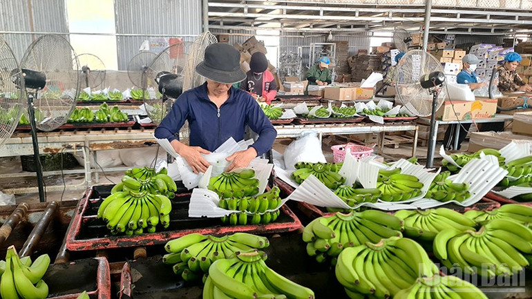 Mô hình trồng chuối Nam Mỹ phục vụ xuất khẩu được xã phát triển mạnh. ndo_br_a4.jpg
