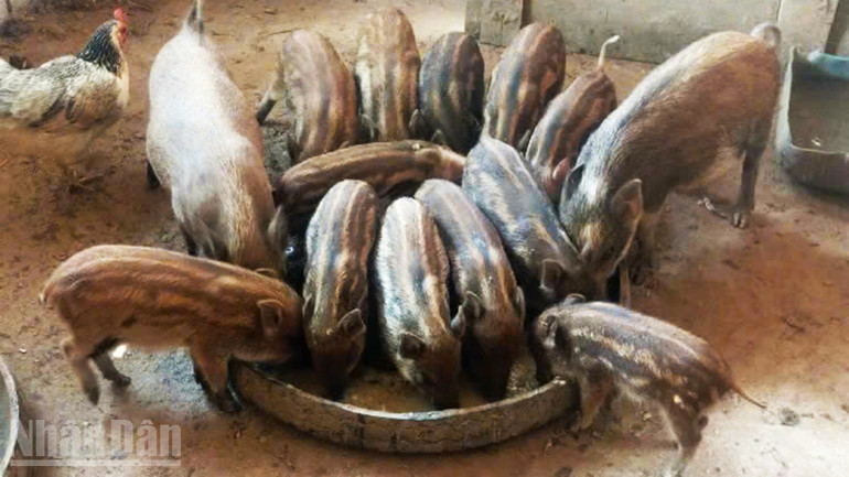 Từ cặp lợn giống ban đầu, đàn lợn của các hộ gia đình gây đàn nhanh chóng. ndo_bl_a4.jpg