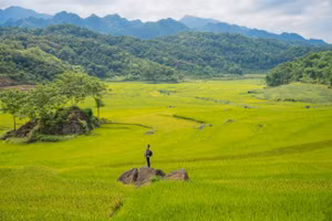 Đồng làng luôn rực lên sự sống của cây, của đất.