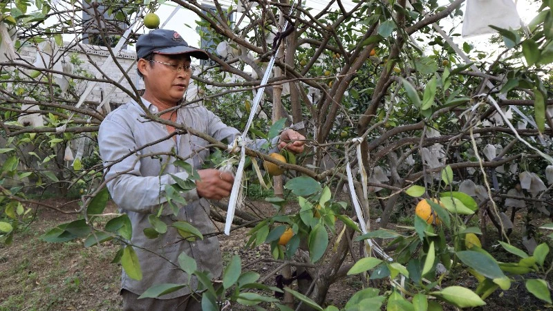 Ông Nguyễn Văn Hạnh (xóm Quyết Thắng, xã Nghi Lộc) chăm sóc vườn cam của gia đình.