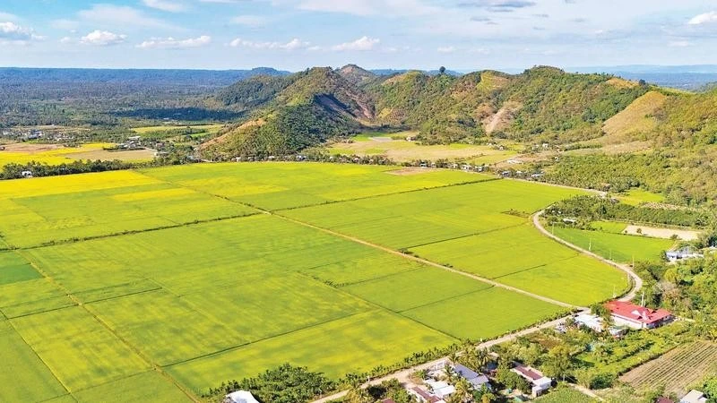 Một góc cánh đồng lúa xã vùng sâu Thanh Sơn, tỉnh Đồng Nai.