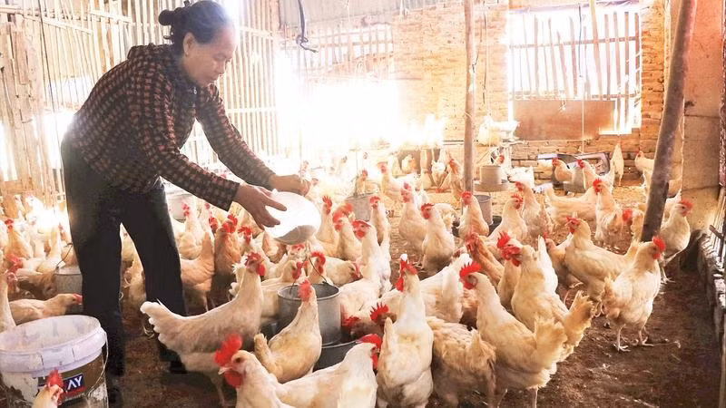 Người dân Tam Giang chăm sóc đàn gà đẻ trứng, chuẩn bị đón Tết.