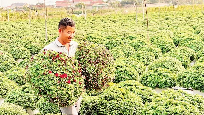 Những chậu cúc mâm xôi đang được người trồng hoa, cây cảnh Ninh Bình chăm sóc kỹ lưỡng.