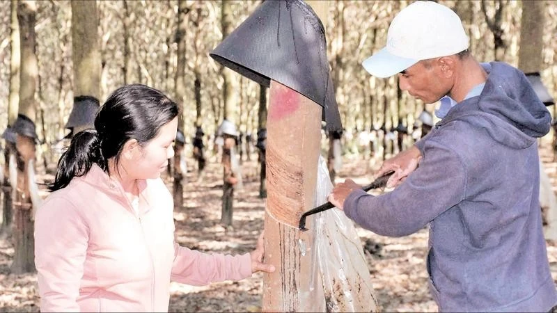 Người dân xã Đăk Rơ Wa được tập huấn kỹ thuật, giúp nâng cao năng suất cây trồng.